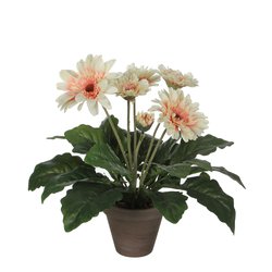 Mica Gerbera creme in pot Stan grijs