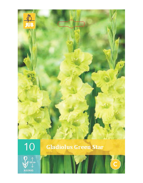 Gladiolus Green Star