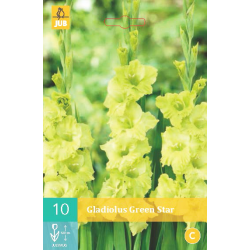 Gladiolus Green Star