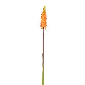 PTMD Grarden Flower orange tritoma
