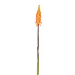 PTMD Grarden Flower orange tritoma