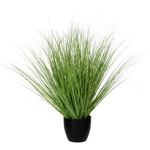 Mica Gras groen in plastic pot D50cm