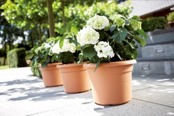 elho green basics cilinder 35cm mild terra - afbeelding 2