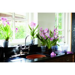 elho green basics orchidee 15cm transparent - afbeelding 2