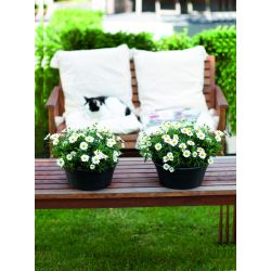 elho green basics schaal 33cm living black - afbeelding 2