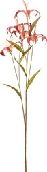 H&S LELIE 5 KNOPPEN 106CM 4ASS KL. - afbeelding 2