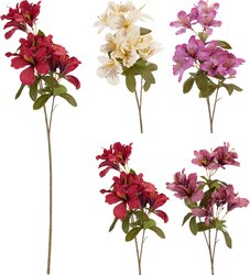 H&S PINKSTERBLOEM 4ASS KLEUR - afbeelding 1