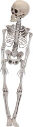 H&S Skelet Decoratie 42Cm