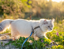 Halsbanden en tuigen met lijn