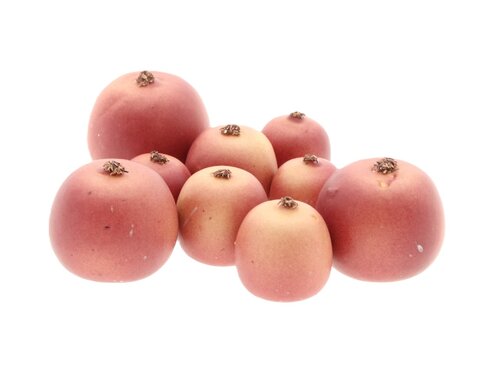 HBX Apple Malus 3 Size 9Pcs