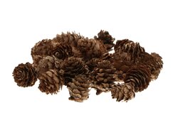 HBX Dennenappel baby 40g naturel