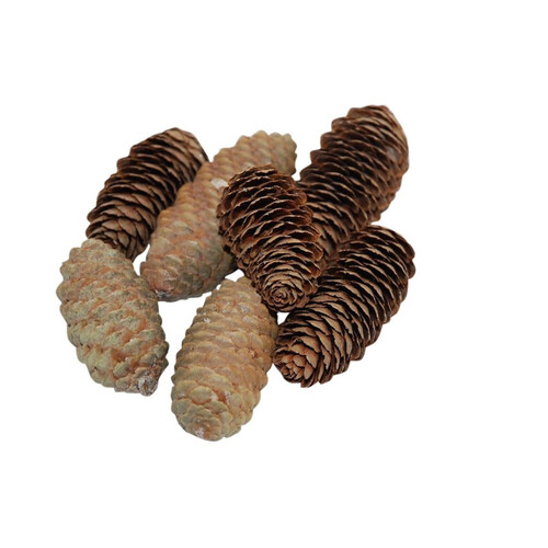HBX Dennenappel spruce 6-8cm naturel