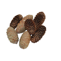 HBX Dennenappel spruce 6-8cm naturel