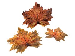 HBX Maple Leaf Mixed 12Pcs L18W18H3