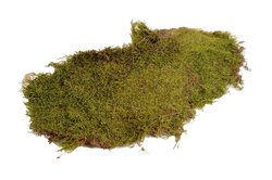HBX Natural Living Basic Flat Moss ± 600gr