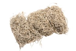 HBX Natural Living Hobby Tillandsia Moss 80gr - afbeelding 2