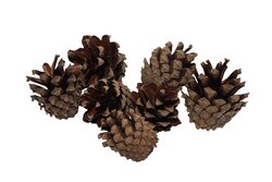 HBX Natural Living Pinecone Silvester 200gr