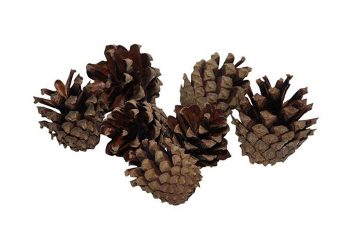 HBX Natural Living Pinecone Silvester 200gr