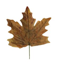 HBX Stem Maple Leaf Calvi L56W59