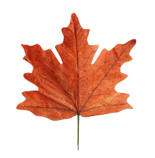 HBX Stem Maple Leaf Calvi L56W59