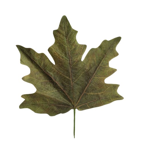 HBX Stem Maple Leaf Calvi L56W59