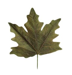 HBX Stem Maple Leaf Calvi L56W59