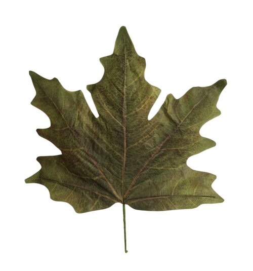 HBX Stem Maple Leaf Calvi L73W78