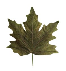 HBX Stem Maple Leaf Calvi L73W78