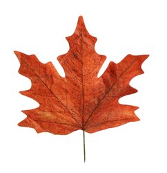 HBX Stem Maple Leaf Calvi L73W78