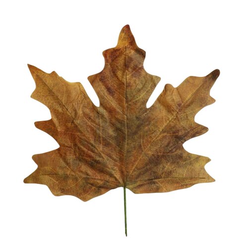 HBX Stem Maple Leaf Calvi L73W78
