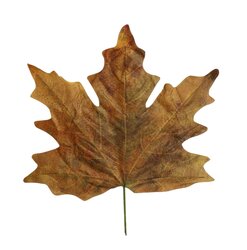 HBX Stem Maple Leaf Calvi L73W78