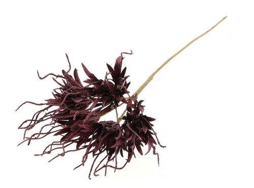 HBX Stem Spider Carnation L55D10