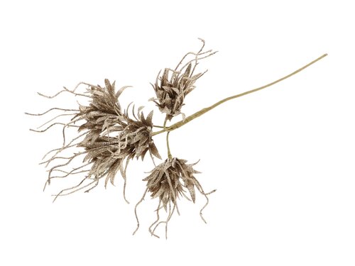 HBX Stem Spider Carnation L55D10