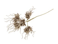 HBX Stem Spider Carnation L55D10