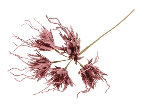HBX Stem Spider Carnation L55D10