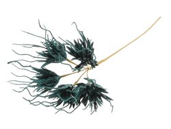 HBX Stem Spider Carnation L55D10