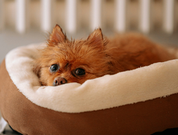 Hondenmand en kussens