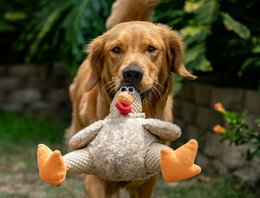 Hondenspeelgoed