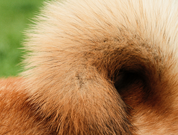 Hondenvacht verzorging