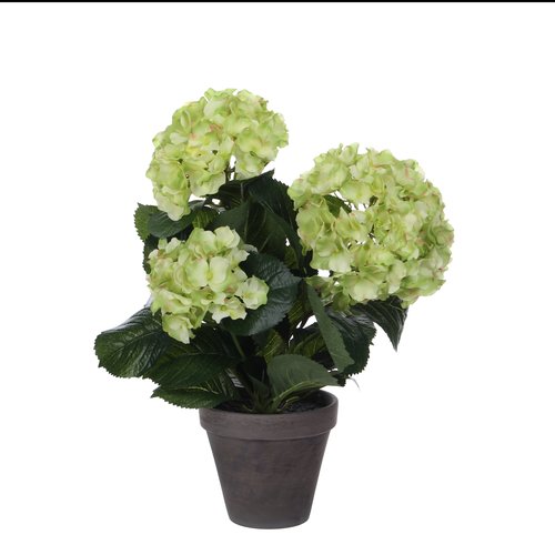 Mica Hortensia groen in pot Stan grijs