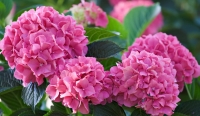Hortensia's