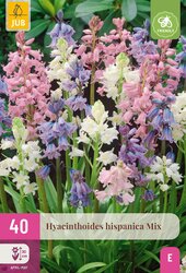 Hyacinthoides hispanica mix 40st - afbeelding 2