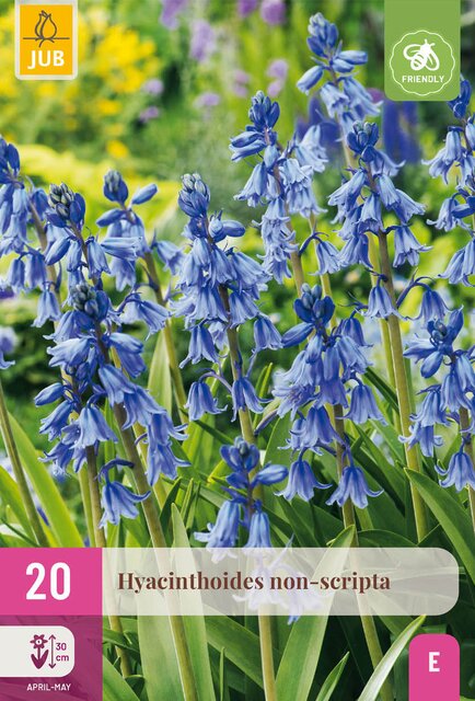 Hyacinthoides non scripta 20st - afbeelding 1