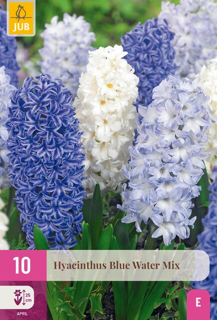 Hyacinthus blue water mix 10st - afbeelding 1