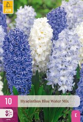 Hyacinthus blue water mix 10st - afbeelding 1