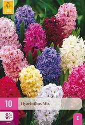 Hyacinthus mix 10st - afbeelding 2