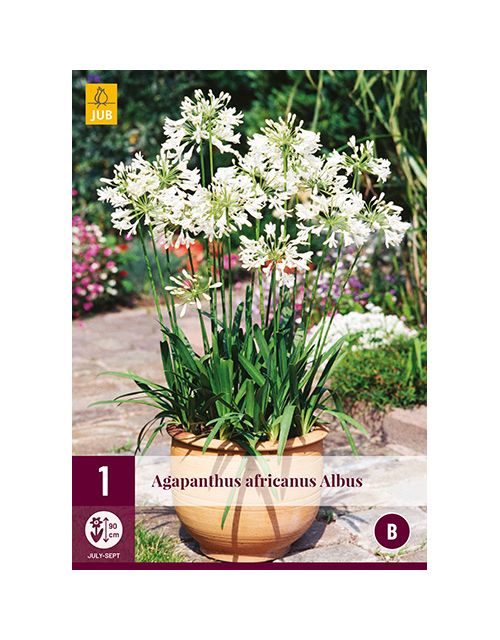 JUB Agapanthus Africanus Albus 1 stuk