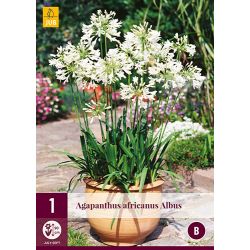 JUB Agapanthus Africanus Albus 1 stuk