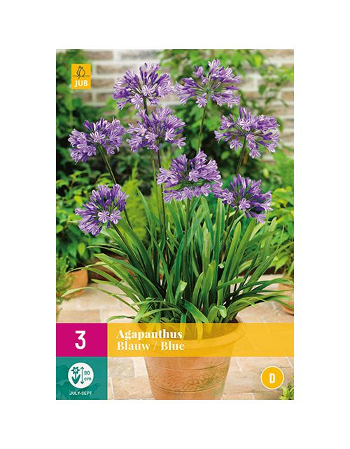 JUB Agapanthus Blauw 3 stuks