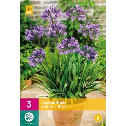 JUB Agapanthus Blauw 3 stuks